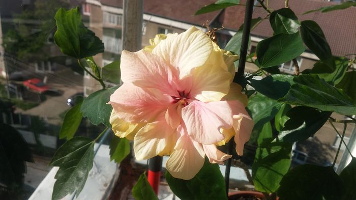 20140526_183852 - hibiscusi