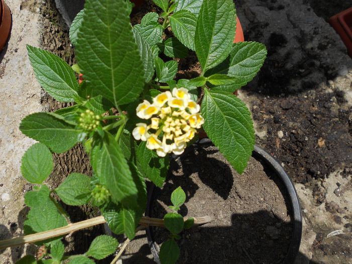 lantana alba; alba
