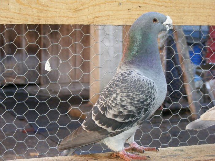 555369_4739018146312_2004710565_n - American Show Racer