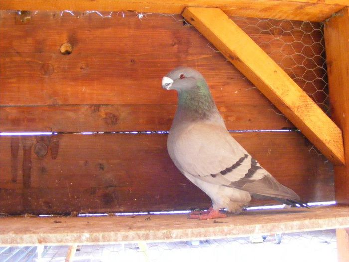 558767_10200335299958037_375411199_n - American Show Racer