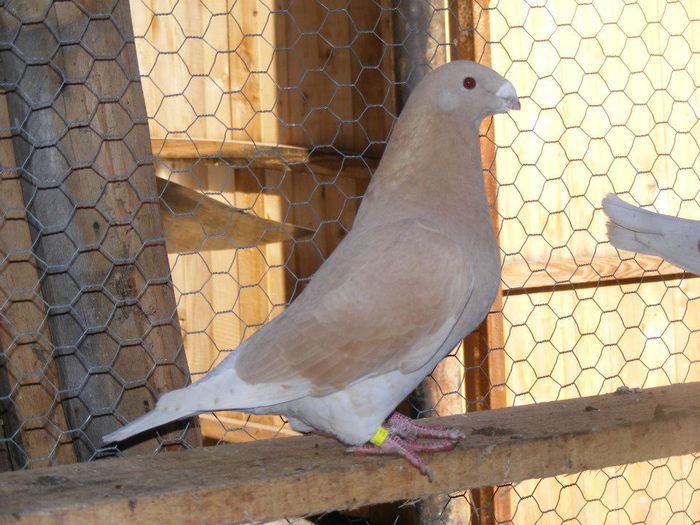 603009_4739016586273_1525051151_n - American Show Racer