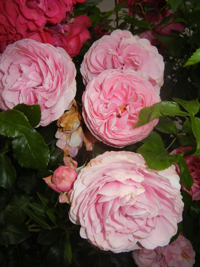 Rose Louise Odier (2014, June 07)