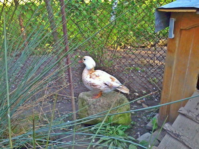 Rate mandarin - Rate mandarin