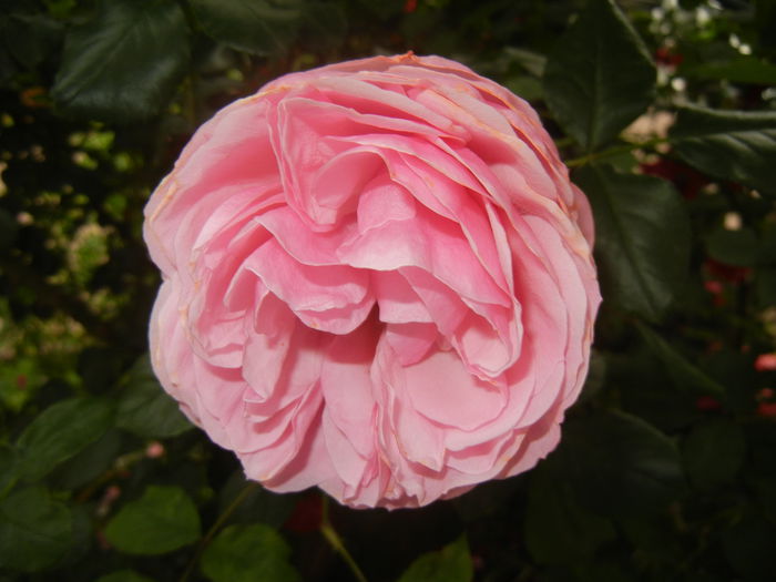 Rose Louise Odier (2014, June 07) - Rose Louise Odier