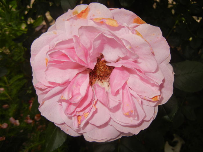 Rose Louise Odier (2014, June 07) - Rose Louise Odier