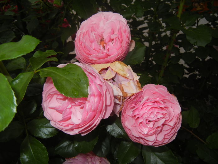 Rose Louise Odier (2014, June 07) - Rose Louise Odier