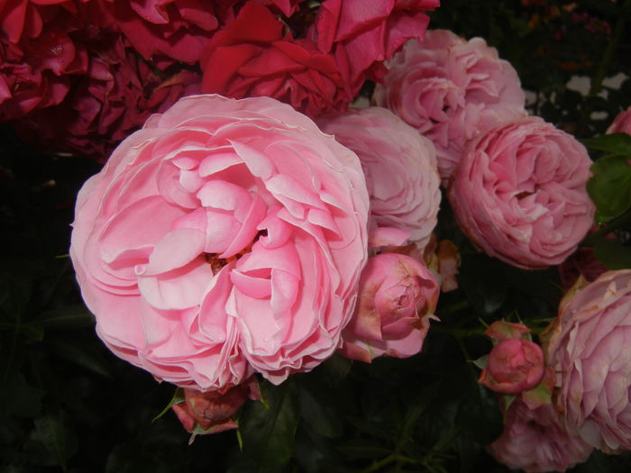 Rose Louise Odier (2014, June 07) - Rose Louise Odier