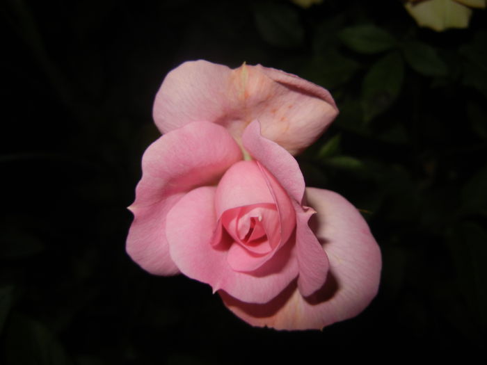 Pink Miniature Rose (2014, June 06) - Miniature Rose Pink