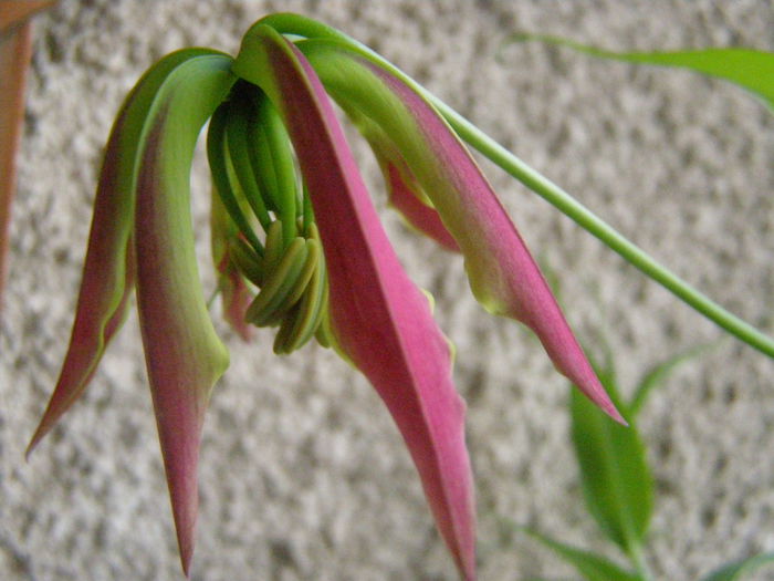 Gloriosa