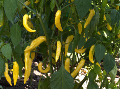  - SEMINTE ARDEI IUTE CHILI