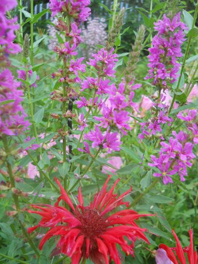 Lytrum salicaria (rachitan) si monarda