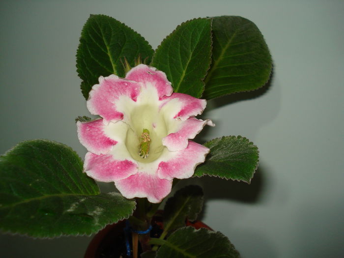 DSC09645 - FLORI 2014