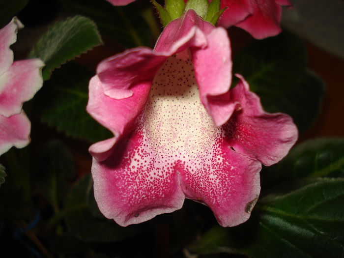 DSC09661 - FLORI 2014