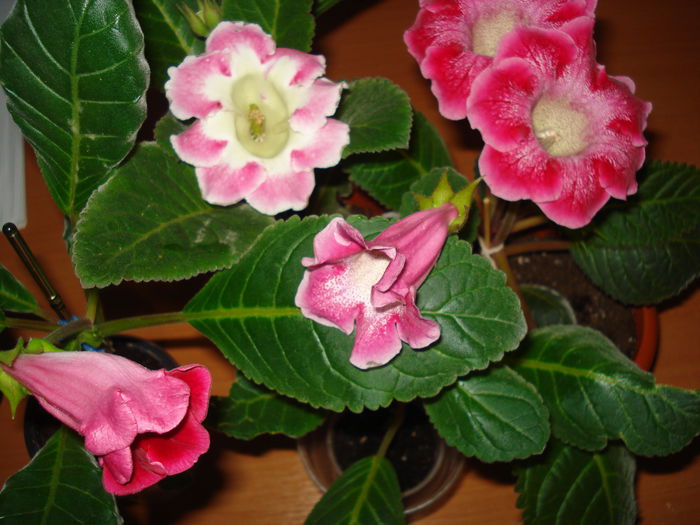 DSC09667 - FLORI 2014
