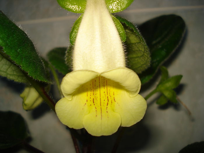 DSC09635 - FLORI 2014