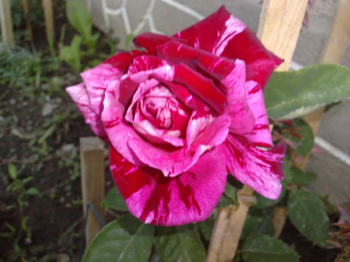P160309_19.170004 - trandafiri 2014