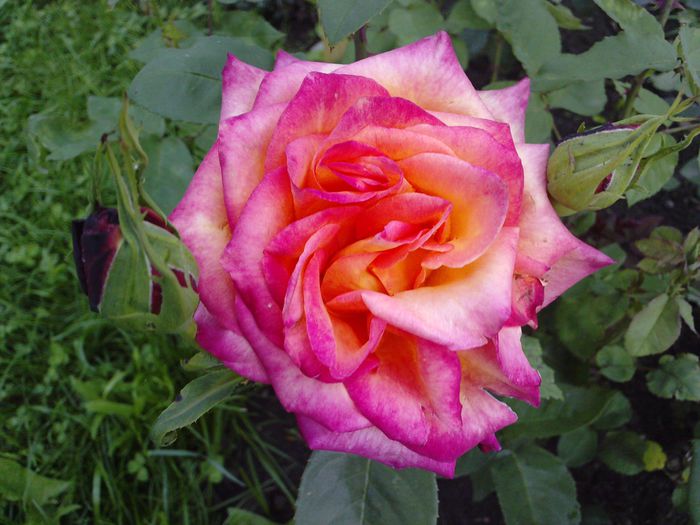 P160309_19.140002 - trandafiri 2014