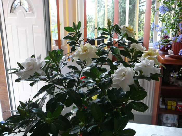 P1250347 - Gardenia 2014