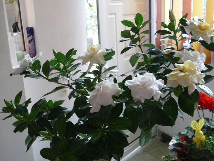 P1250373 - Gardenia 2014