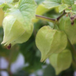 ANANASKIRSCHE IZUMII - SEMINTE PHYSALIS PERUVIANA