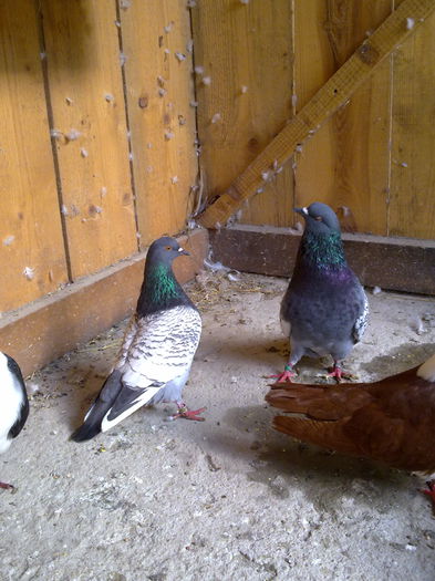 polonezi 001 - voliera mea