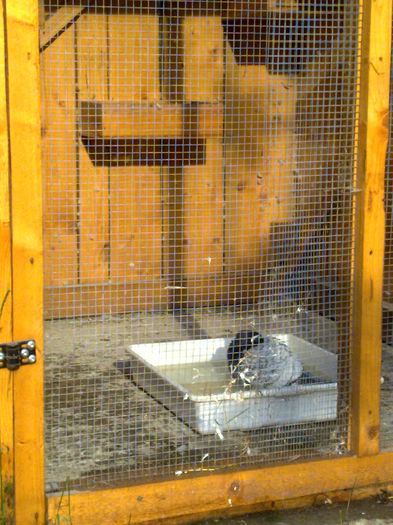 polonezi 002 - voliera mea