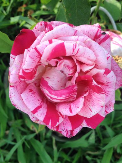 image - Flori - 2014