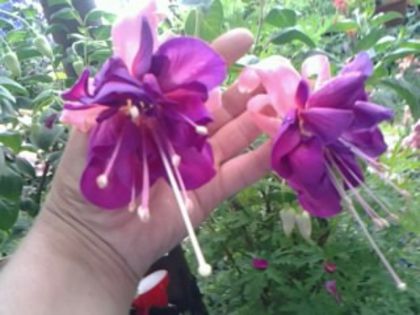 Fotografie1420 bella rosella