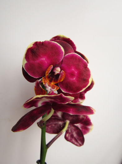 IMG_3279 - Orhidei
