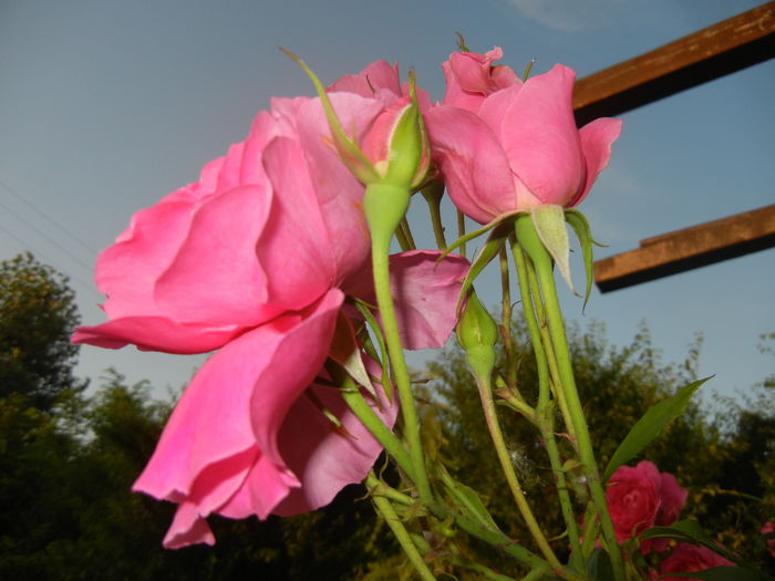 Rose Parade (2014, June 09)