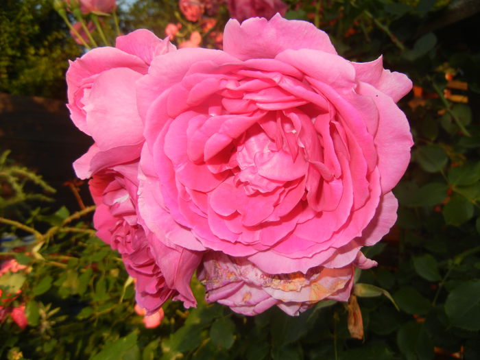Rose Parade (2014, June 09) - Rose Parade