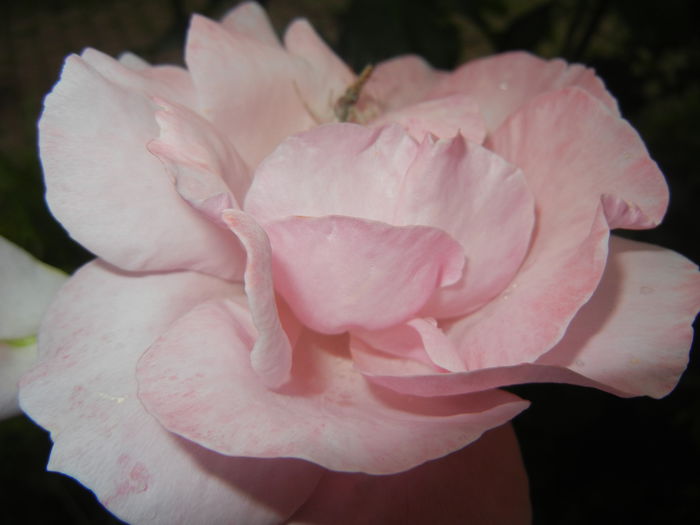 Rose Queen Elisabeth (2014, June 07) - Rose Queen Elisabeth