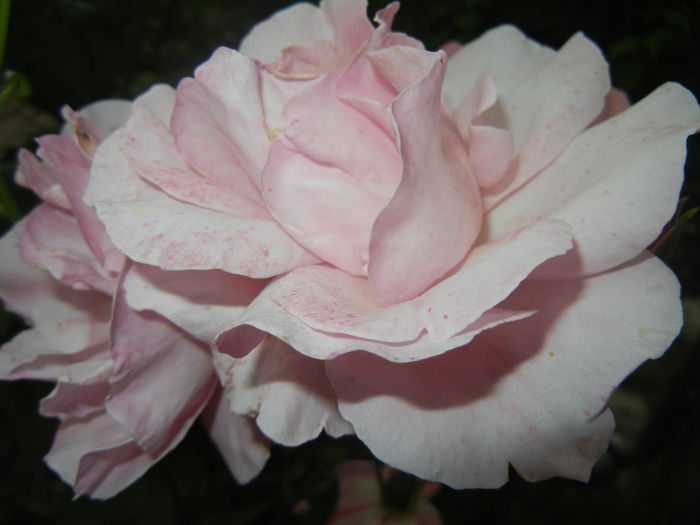 Rose Queen Elisabeth (2014, June 07)