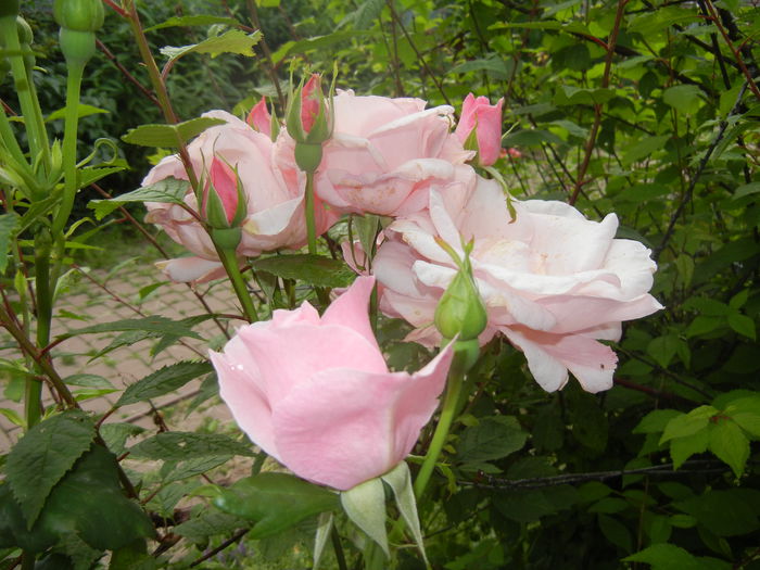 Rose Queen Elisabeth (2014, June 07) - Rose Queen Elisabeth