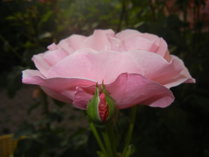 Rose Queen Elisabeth (2014, June 09) - Rose Queen Elisabeth