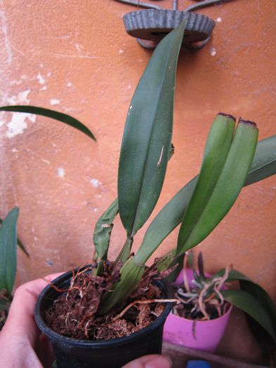 trichopilia - Orhidei
