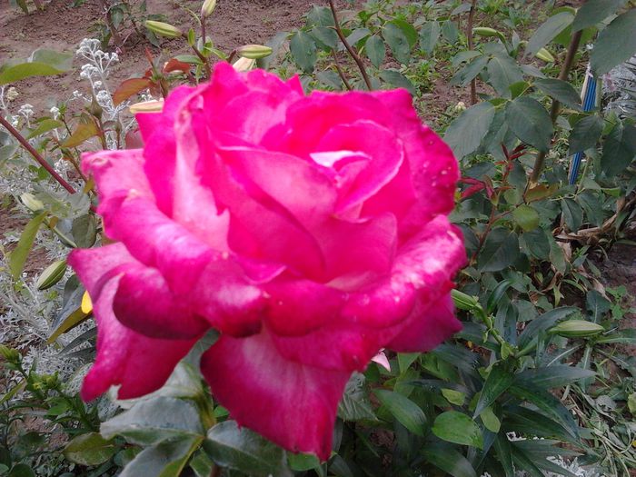 2014-06-21 09.35.13 - Trandafiri