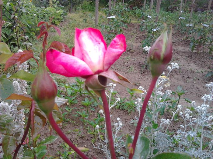 2014-06-21 09.35.20 - Trandafiri