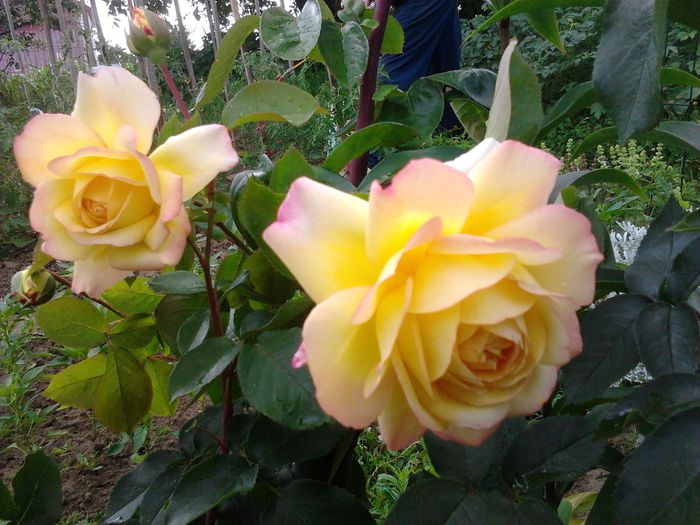 2014-06-21 09.43.00 - Trandafiri