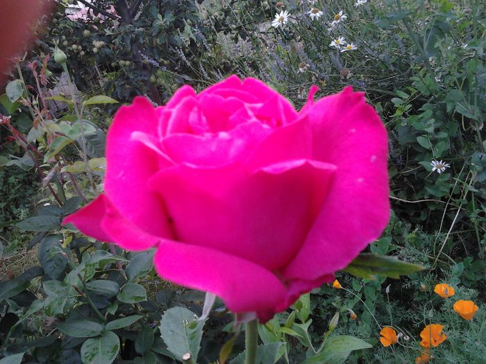 2014-06-21 09.45.27 - Trandafiri