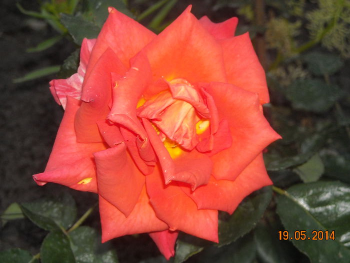 MONIKA - Trandafiri 2014