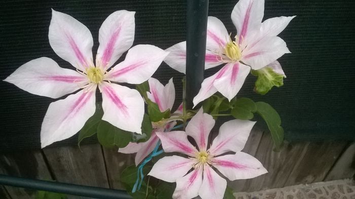 Clematis Andromeda