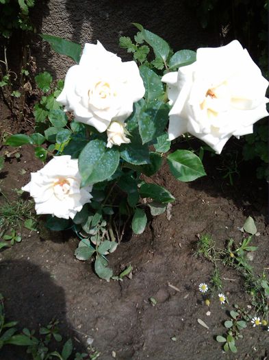 PHOTO_20140621_114051 - Trandafiri