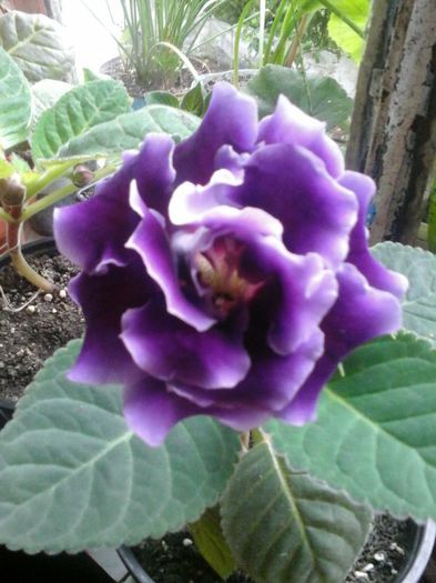 alegro purple - gloxinii