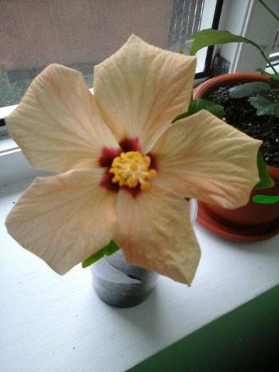 IMG-20140615-WA0032 - hibiscus