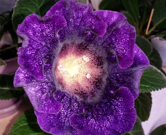 Tigrina Purple - Gloxinia