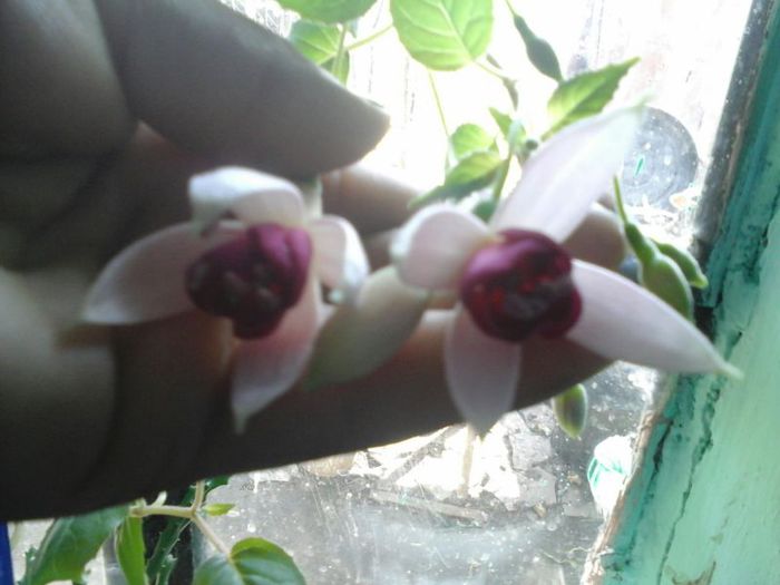 IMG-20140610-WA0012 - florile mele