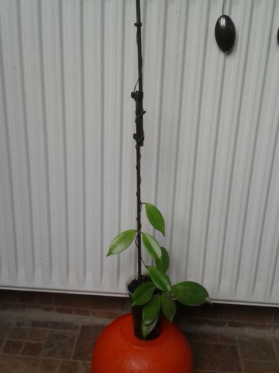 hoya samoensis