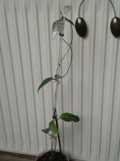 hoya buotii