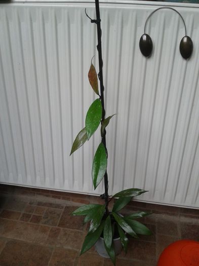 hoya buotii